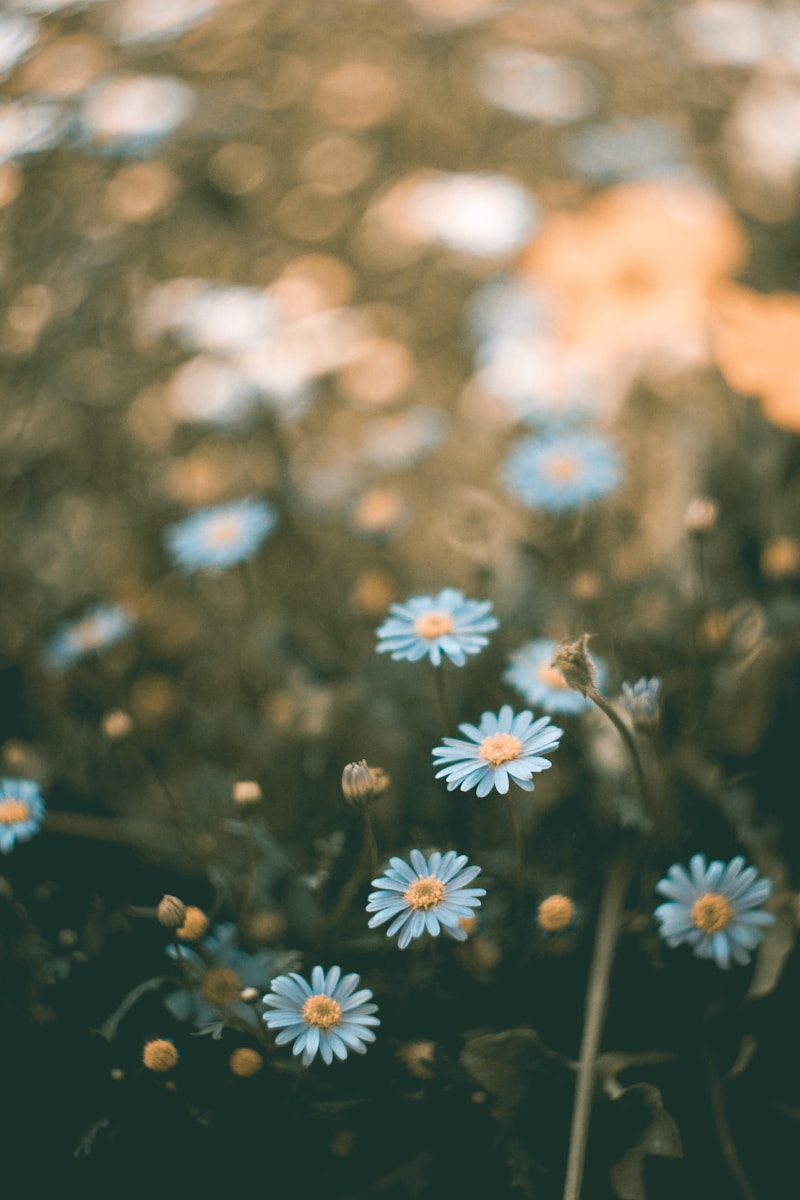 shallow focus photography of blue flowers