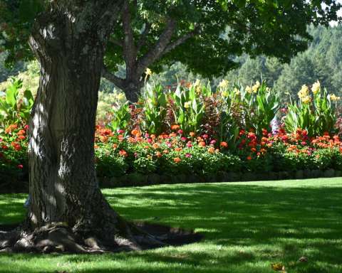 a tree in a park