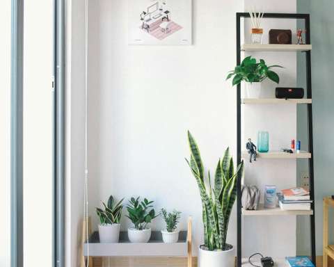 Rectangular White and Black Wooden Display Rack Beside Green Snake Plant